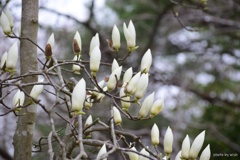 もうすぐ開花