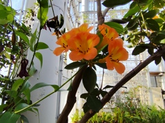 温室で咲く花