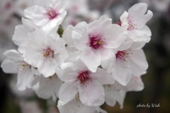 桜の表情