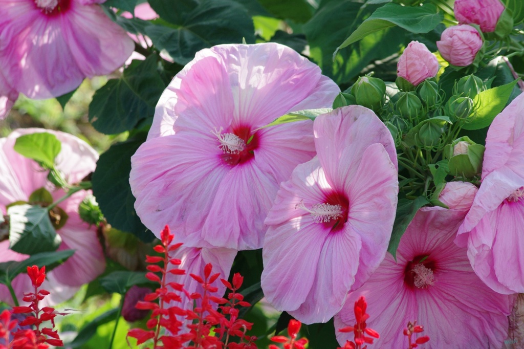 大輪の花