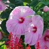大輪の花