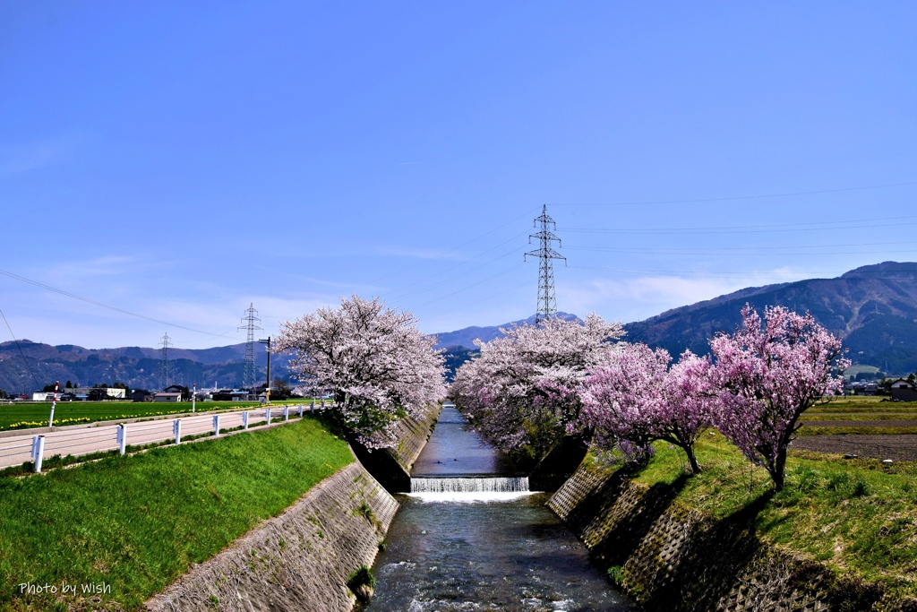 桜並木