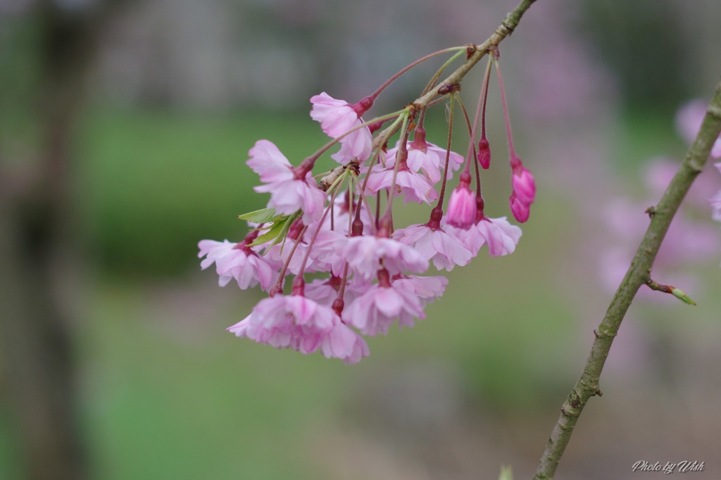 枝垂桜