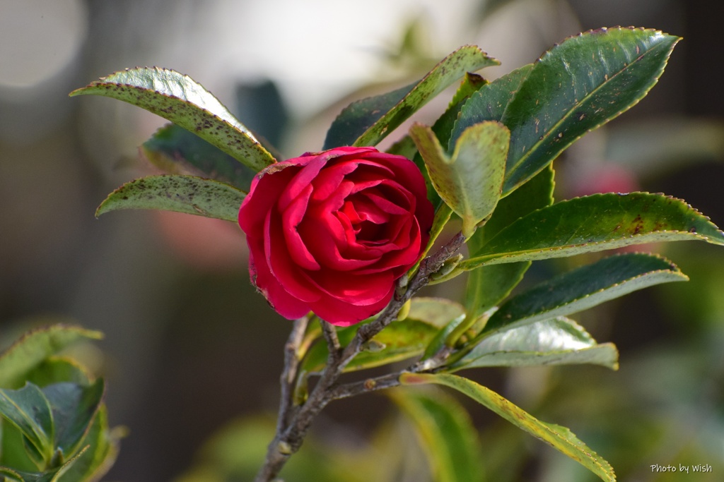 山茶花