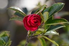 山茶花