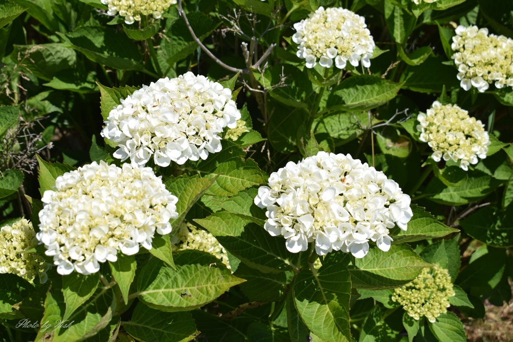 Ｗｈｉｔｅ
