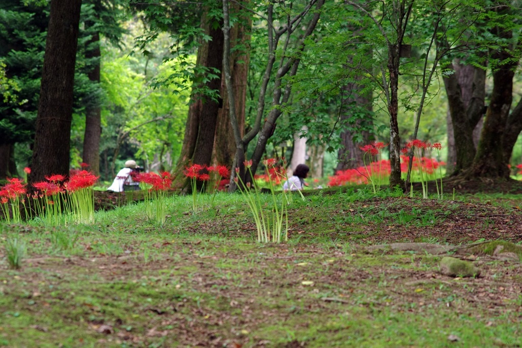 彼岸花に夢中