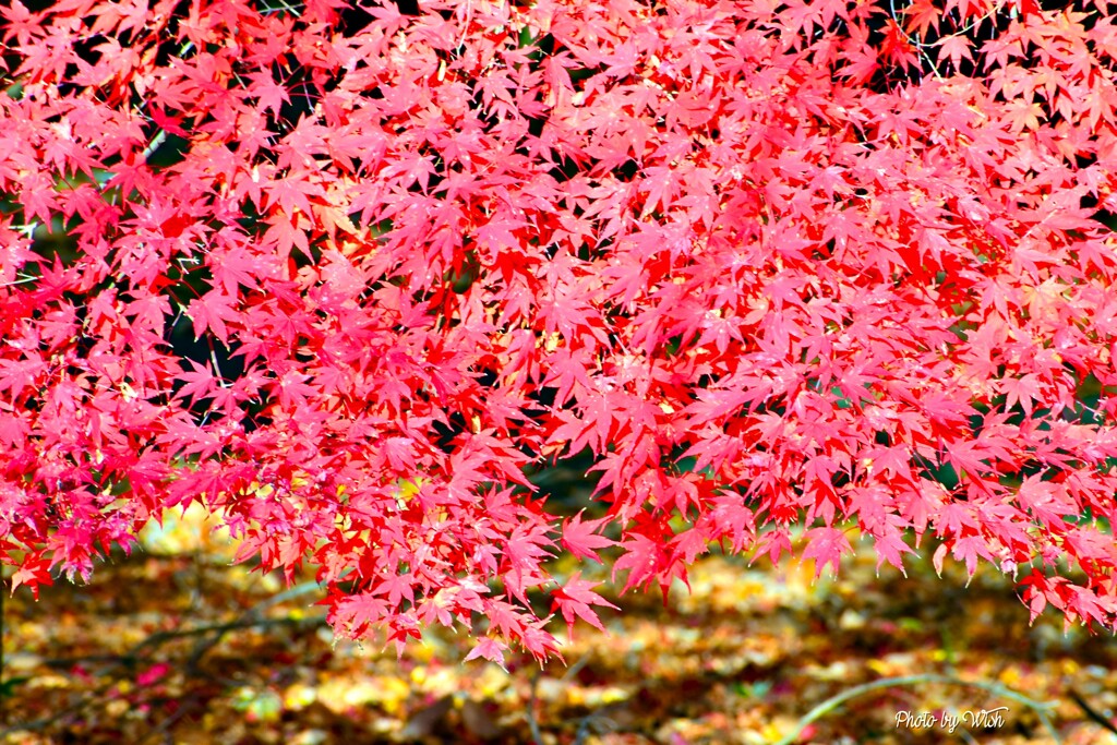 紅葉