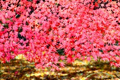 紅葉