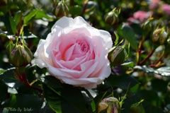 pink　Rose
