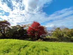 晩秋の風景