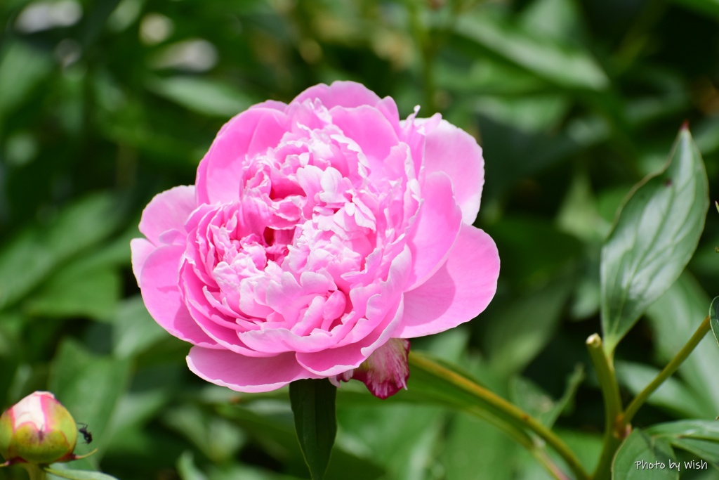 芍薬