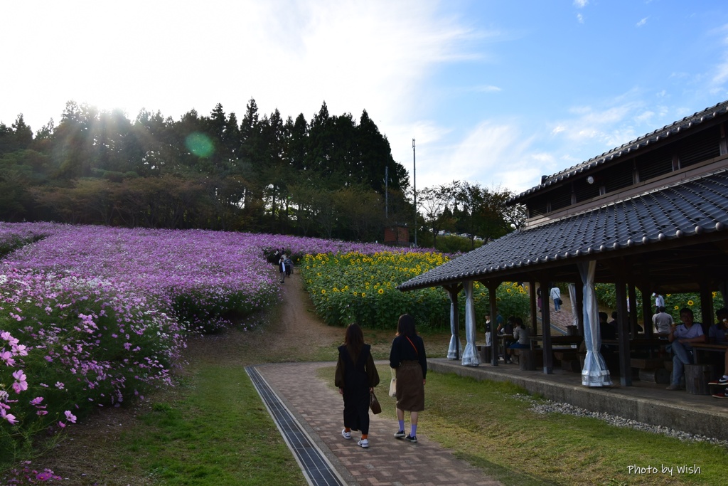 秋桜と向日葵