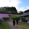 秋桜と向日葵