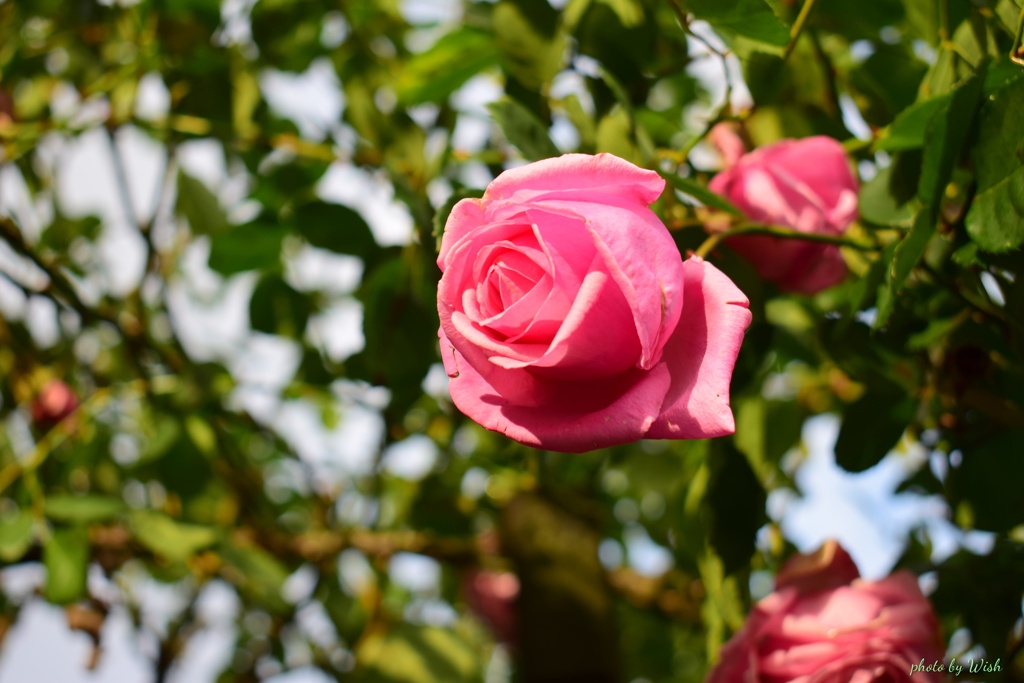 11月の秋薔薇