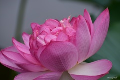 蓮花