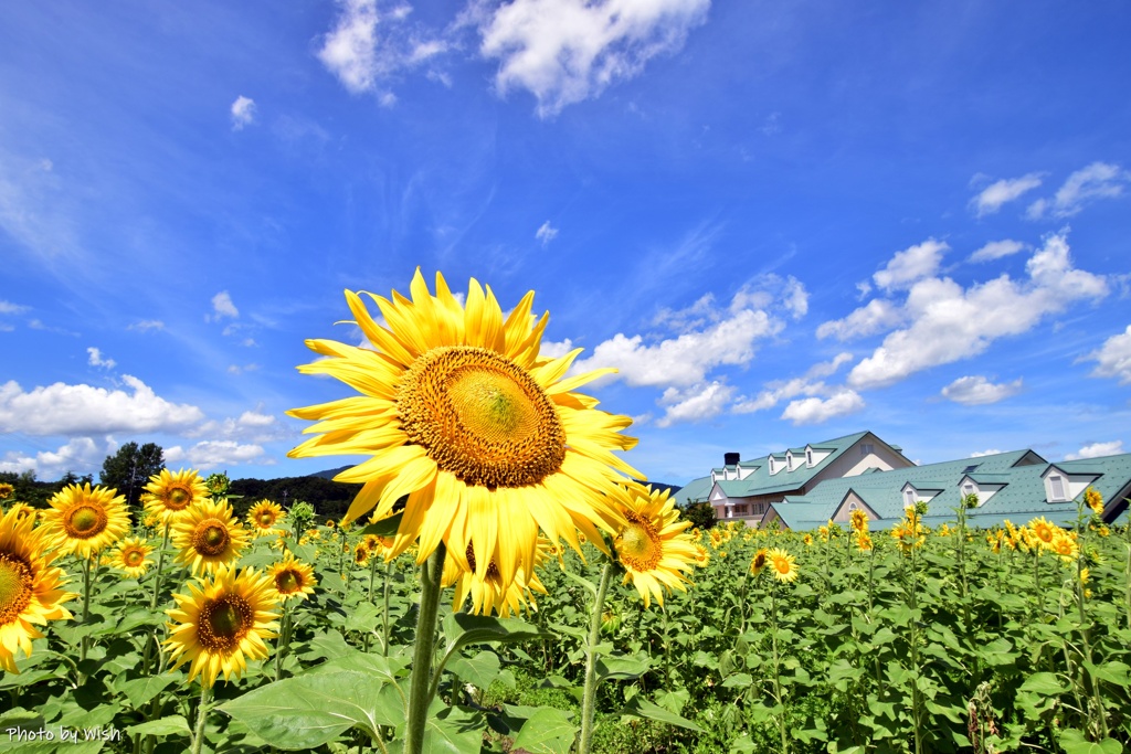 Sunflower