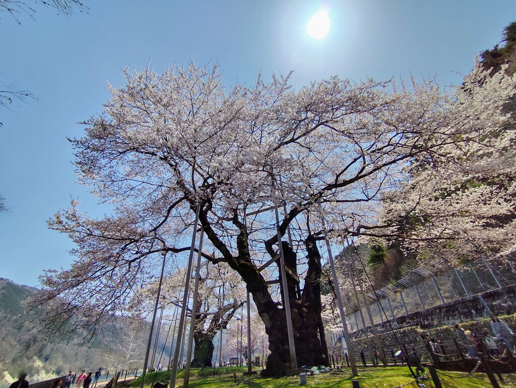 満開の荘川桜