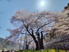 満開の荘川桜