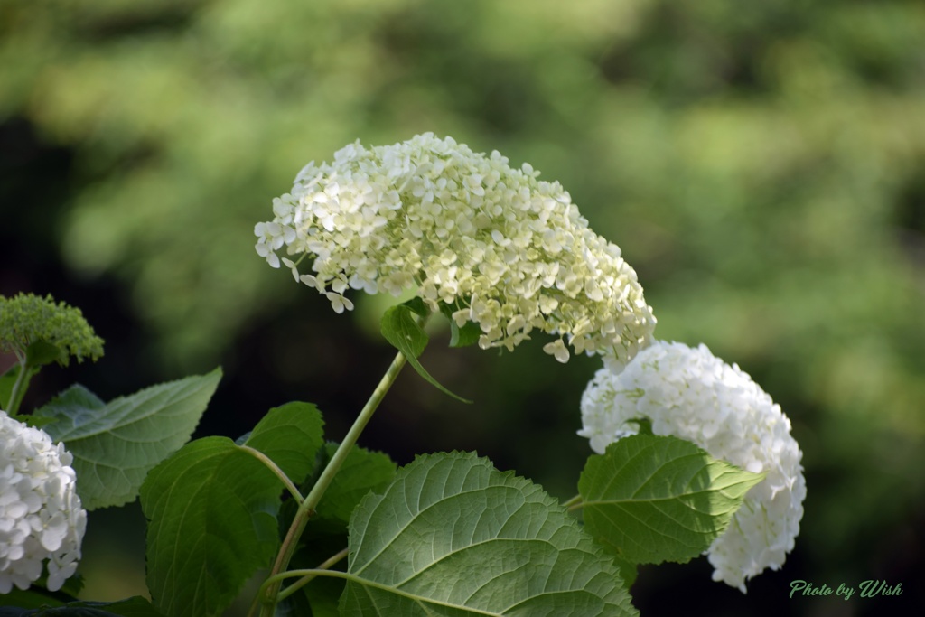 紫陽花