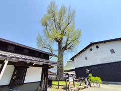 大銀杏の芽吹き