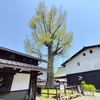 大銀杏の芽吹き