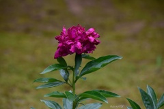 芍薬
