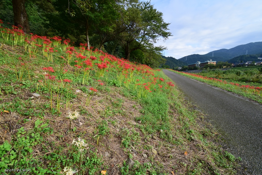 花道