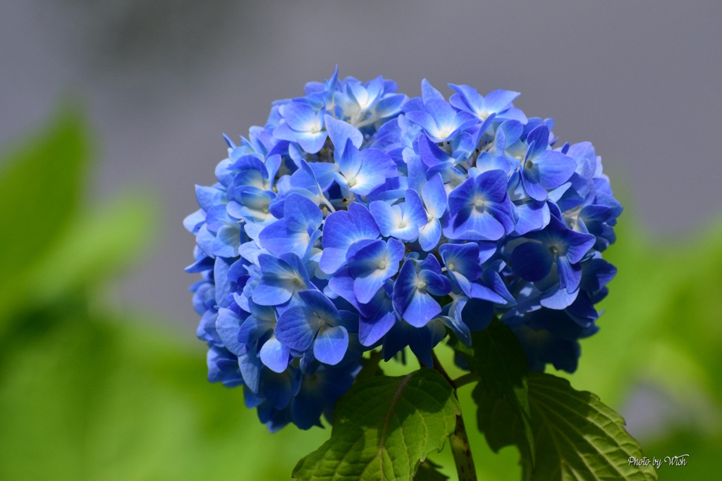紫陽花の季節 by ういっしゅ （ID：13568526） - 写真共有サイト:PHOTOHITO