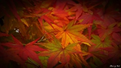 紅葉