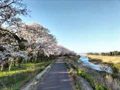 桜の花道