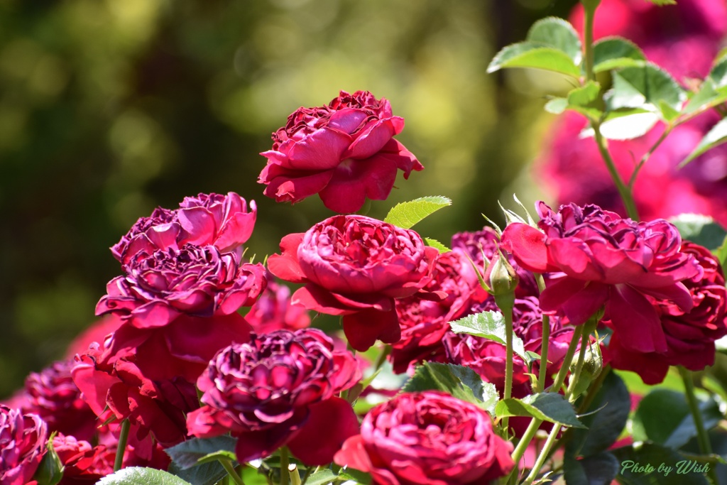 6月の薔薇