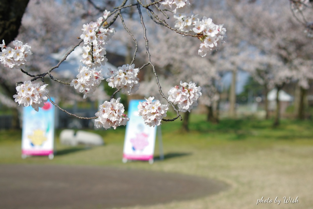 桜咲く