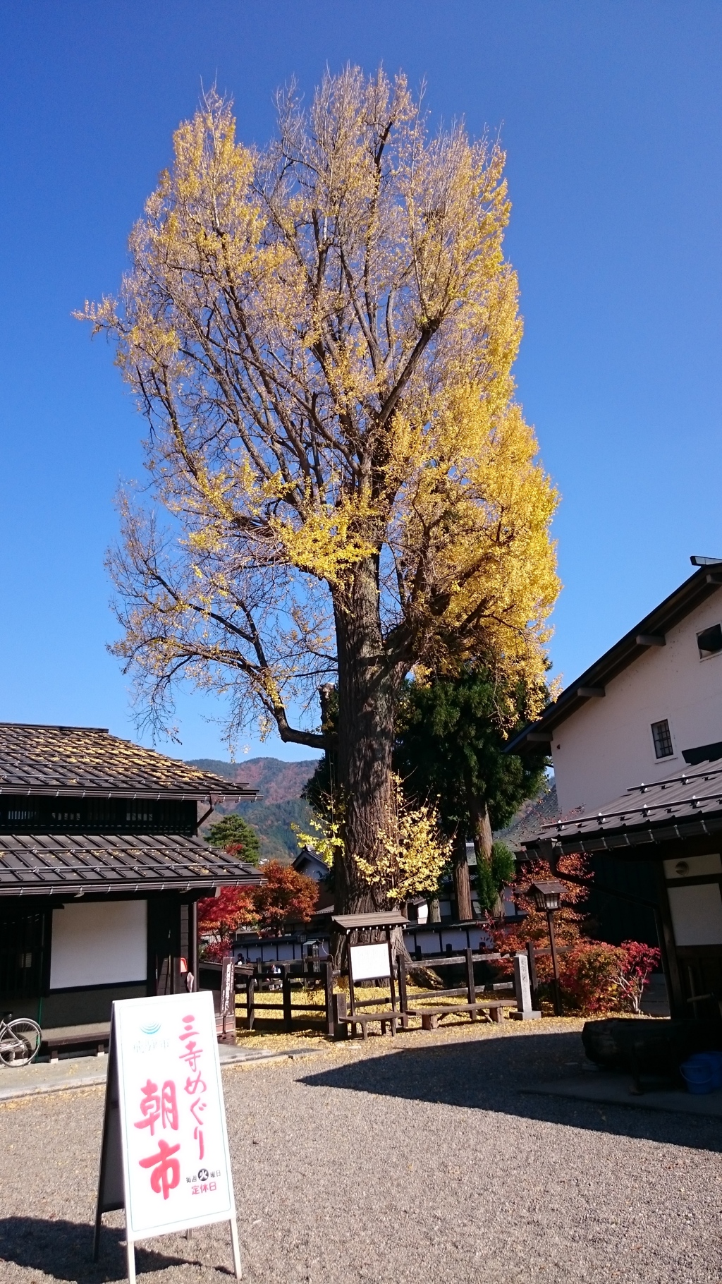 銀杏の木