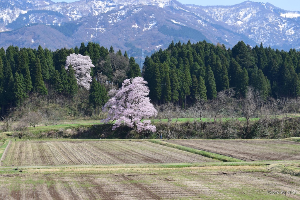 向野の桜
