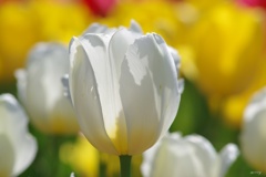 White　Tulip