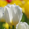 White　Tulip