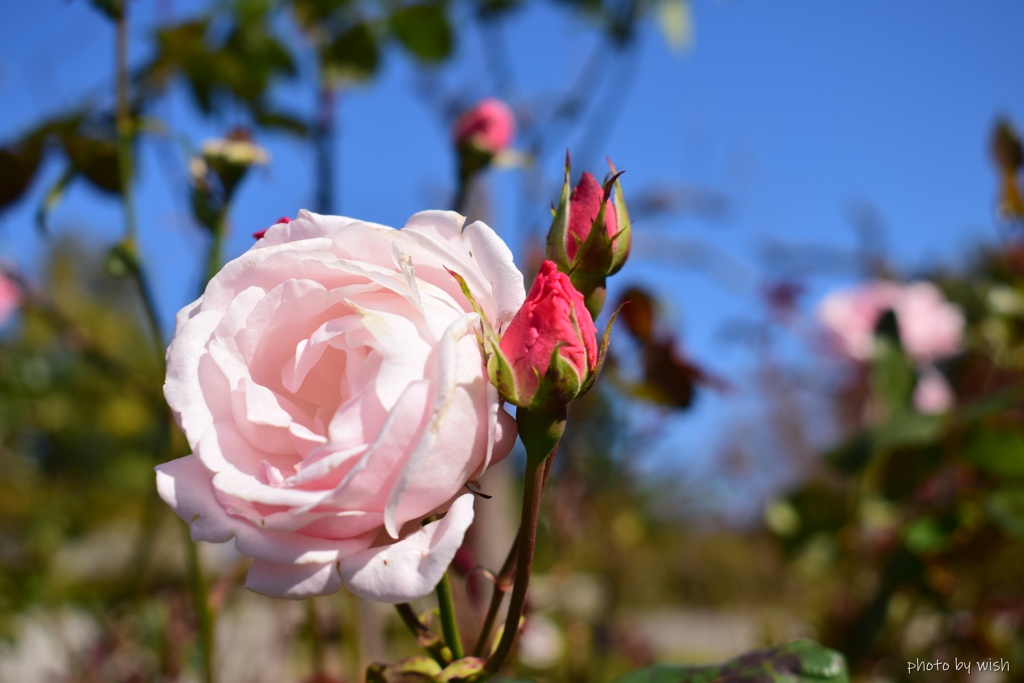 11月の薔薇
