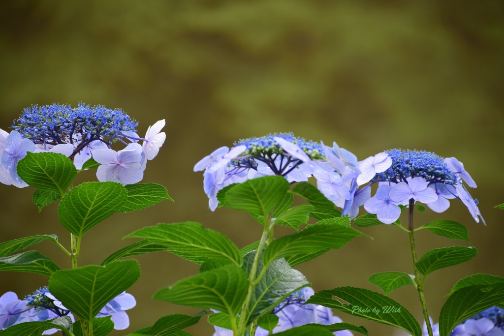 紫陽花