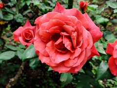初夏の薔薇