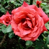 初夏の薔薇