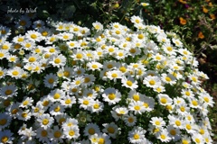 花壇に咲く春の花