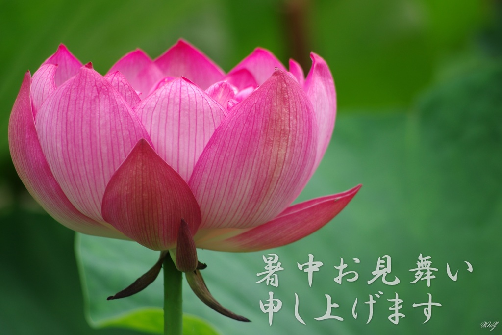 暑中お見舞い申し上げます