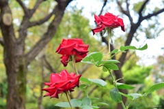 秋薔薇