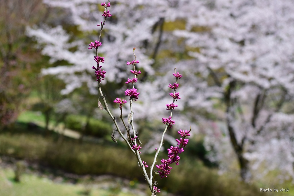 春の色