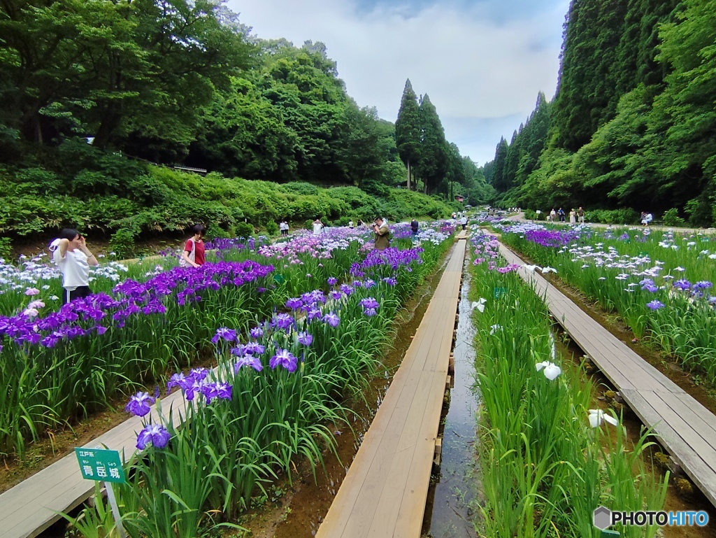 花しょうぶ園の散策路