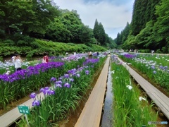 花しょうぶ園の散策路