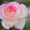 秋薔薇：Pink&White