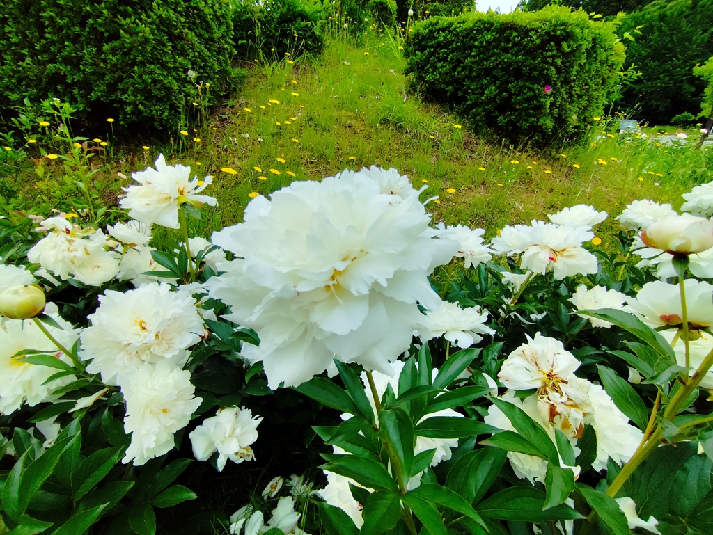 芍薬