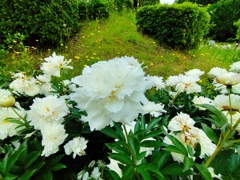 芍薬
